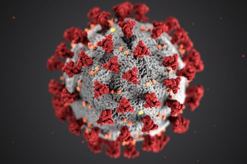 Photo of an under the microscope view of coronavirus