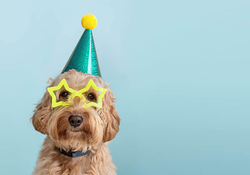 A dog wearing star glasses and a party hat